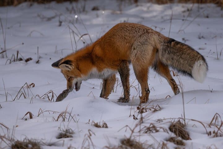 Private Yellowstone Wildlife Tour: Full-Day Guided Wildlife Viewing & Photography photo 5