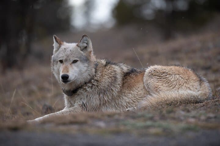 Private Yellowstone Wildlife Tour: Full-Day Guided Wildlife Viewing & Photography photo 4