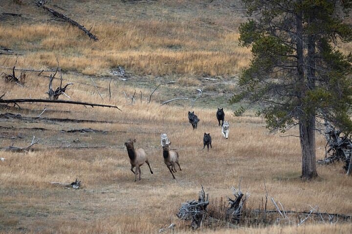 Private Yellowstone Wildlife Tour: Full-Day Guided Wildlife Viewing & Photography photo 3