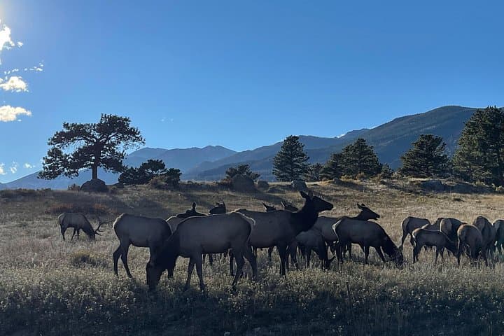 Bear Lake Corridor Sunset Tour: Photography & Wildlife in Rocky Mountain National Park photo 5