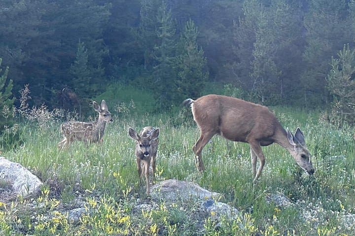 Bear Lake Corridor Sunset Tour: Photography & Wildlife in Rocky Mountain National Park photo 6
