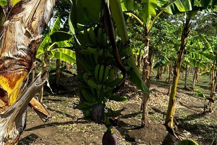 Puerto Plata Sightseeing & Countryside Tour — Amber Cove to Taino Bay photo 2