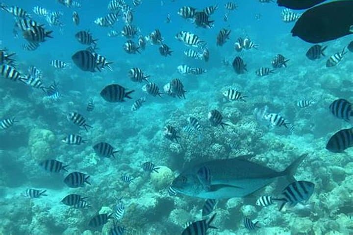 Roatán Zipline, Wildlife Sanctuary & Glass-Bottom Boat: A West Bay Adventure photo 3