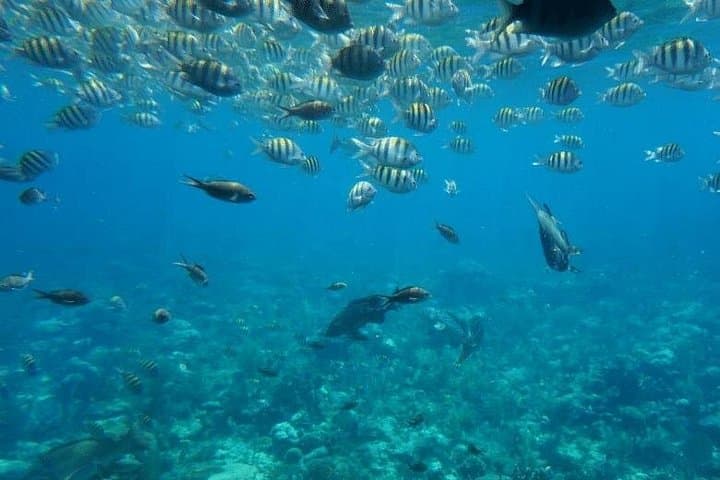 Roatán Zipline, Wildlife Sanctuary & Glass-Bottom Boat: A West Bay Adventure photo 4