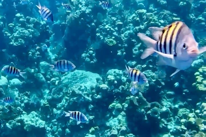 Roatán Glass-Bottom Boat & Wildlife Sanctuary with Chocolate and Rum Tasting photo 5