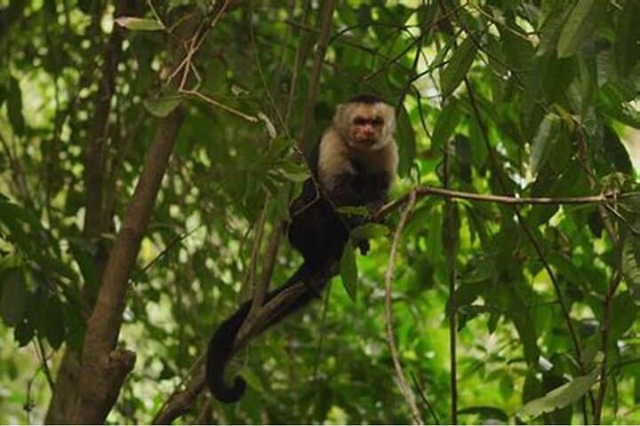 Roatan Wildlife and Beach Combo: Sanctuary, Chocolate Tasting & West Bay Swim photo 5