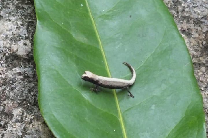 Lokobe Reserve & Ambatozavavy Village: Nosy Be Wildlife and Sakalava Cultural Day Trip photo 3