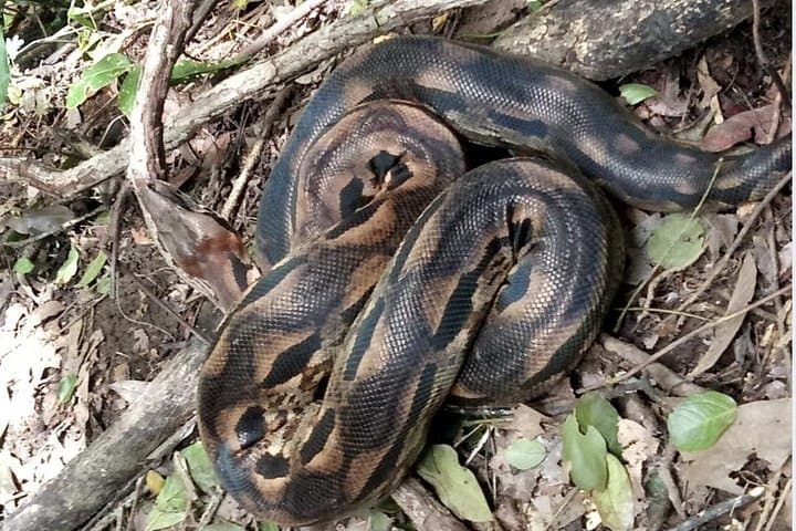 Lokobe Reserve & Ambatozavavy Village: Nosy Be Wildlife and Sakalava Cultural Day Trip photo 4