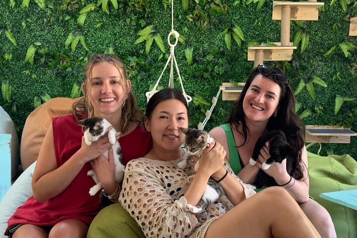 Playa Conchal Kitty Cat Cuddle Session — 90-Min Cat Café Visit in Guanacaste