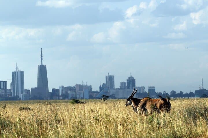 Half-Day Safari Adventure at Nairobi National Park and Giraffe Centre