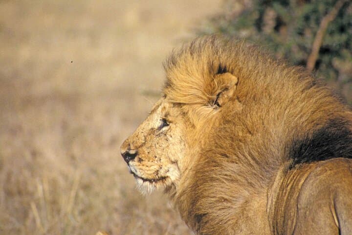Half-Day Safari Adventure at Nairobi National Park and Giraffe Centre photo 5