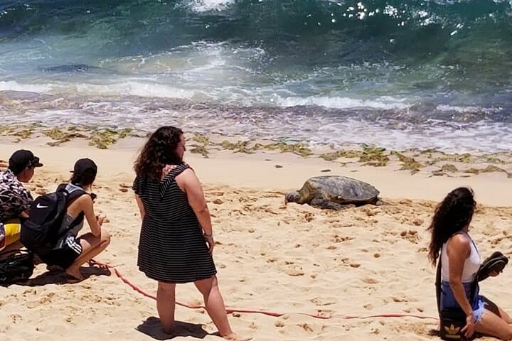 Private 5-Hour Oahu Highlights Tour — North Shore, Waikiki & Garlic Shrimp photo 3