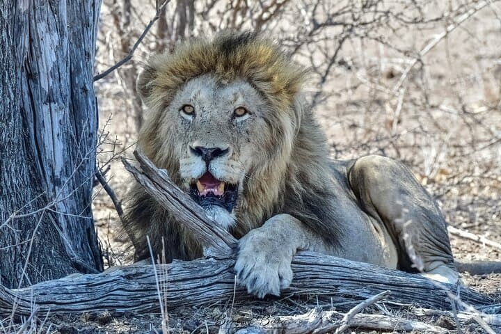 2-Day Kruger Safari from Johannesburg - Budget Fly-In Game Drives & Bush Walk
