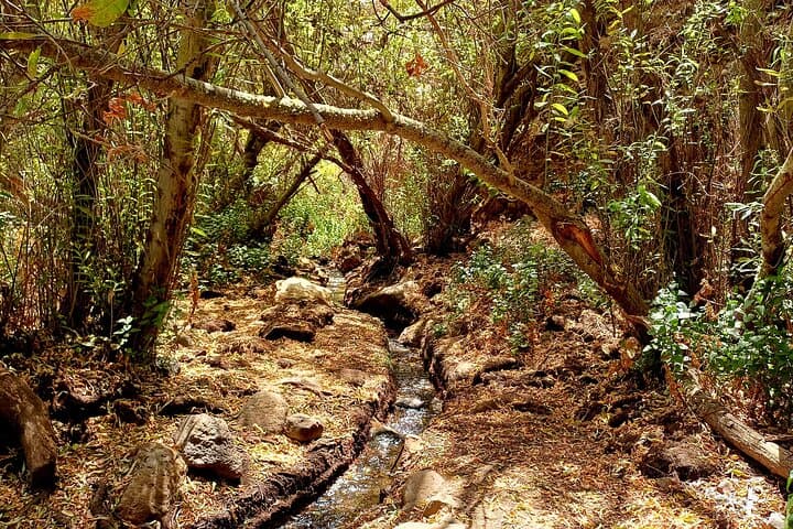 Barranco de los Cernícalos: Waterfalls & Rainforest Hike with Local Guides in Gran Canaria photo 5