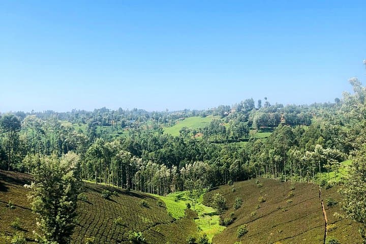 Full-Day Purple Tea Farm Experience near Nairobi — Tea Picking, Waterfall Trek & Tasting photo 2