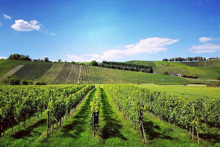 Private Wine Tasting & Moselle River Cruise from Luxembourg City photo 5