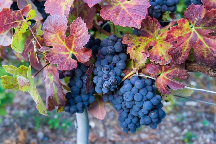 Private Wine Tasting & Moselle River Cruise from Luxembourg City photo 6