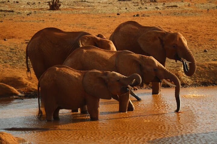 6-Day Budget Safari: Maasai Mara, Lake Nakuru & Amboseli Wildlife Tour photo 3