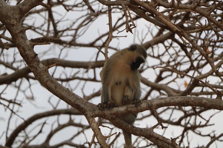 5-Day Safari: Tsavo East & West with Salt Lick from Mombasa photo 2