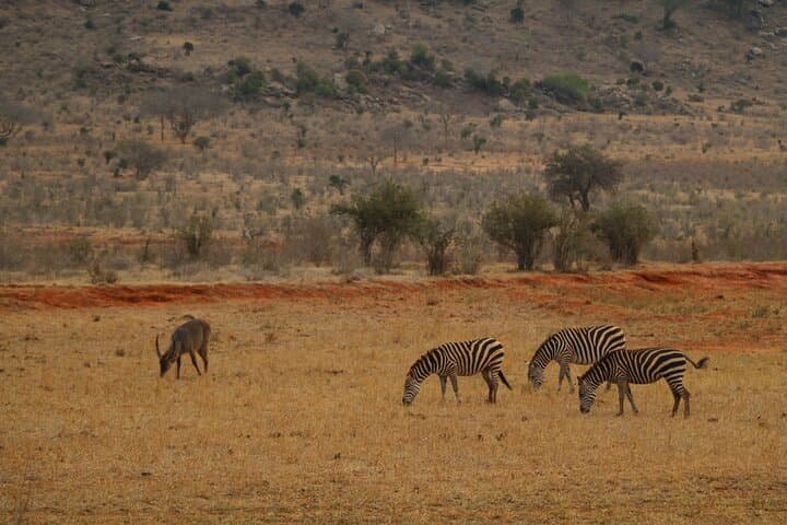 5-Day Safari: Tsavo East & West with Salt Lick from Mombasa photo 4