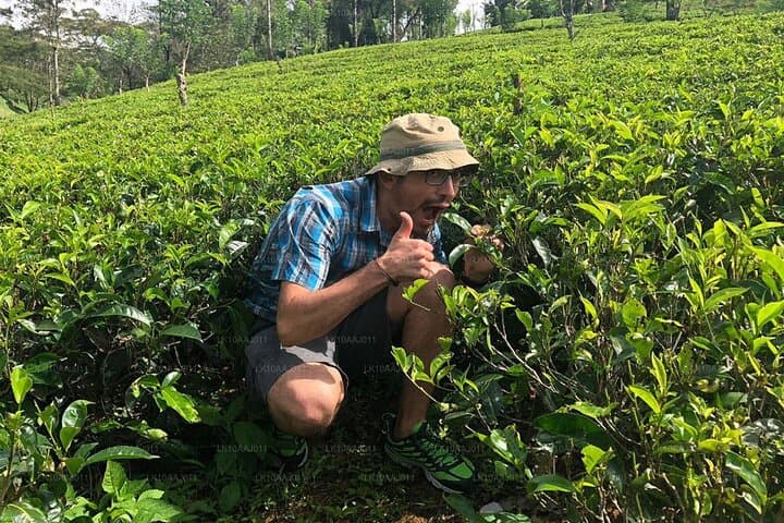 Kandy Tea Plucking & Pedro Tea Factory Tour with Ramboda Waterfall photo 2