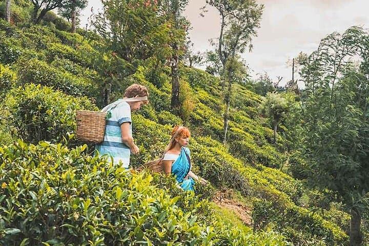 Kandy Tea Plucking & Pedro Tea Factory Tour with Ramboda Waterfall photo 3