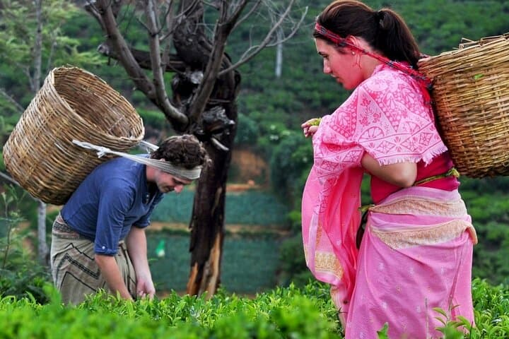 Kandy Tea Plucking & Pedro Tea Factory Tour with Ramboda Waterfall photo 4