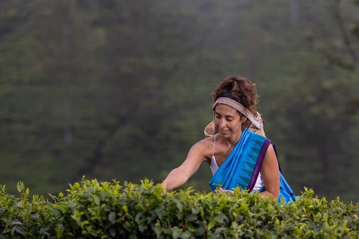 Kandy Tea Plucking & Pedro Tea Factory Tour with Ramboda Waterfall