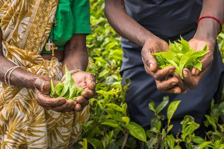 Kandy Tea Plucking & Pedro Tea Factory Tour with Ramboda Waterfall photo 5