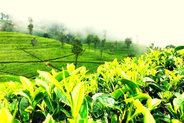 Kandy Tea Plucking & Pedro Tea Factory Tour with Ramboda Waterfall photo 6