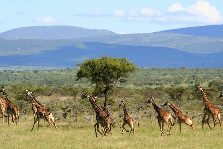 6-Day Kenya Safari: Masai Mara, Lake Nakuru & Amboseli Wildlife Circuit photo 2