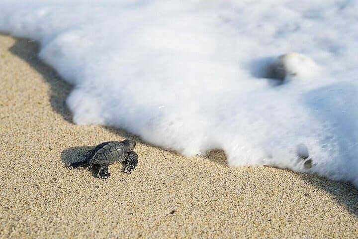 Turtle Hatchling Release in Ixtapa-Zihuatanejo: Night Beach Conservation Experience