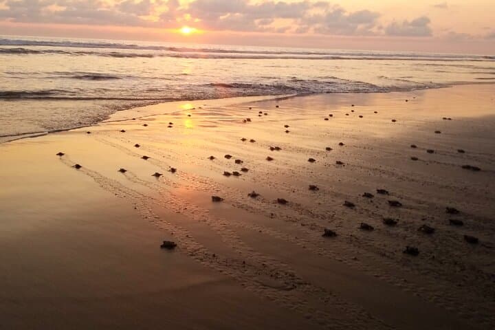 Turtle Hatchling Release in Ixtapa-Zihuatanejo: Night Beach Conservation Experience photo 2
