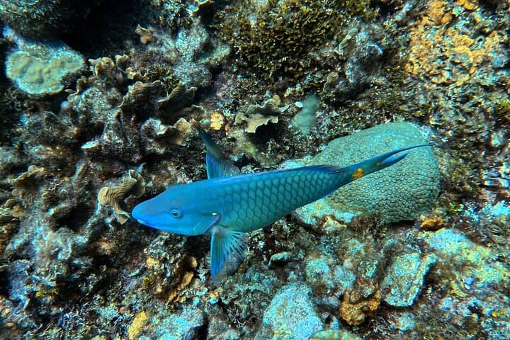 Cartagena Two-Tank Caribbean Diving with Lunch, Dance & Shore Pickup photo 3
