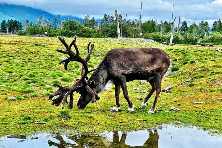 Experience Alaska’s Wilderness: Mount Alyeska Aerial Tram and Wildlife Center Tour from Anchorage photo 6