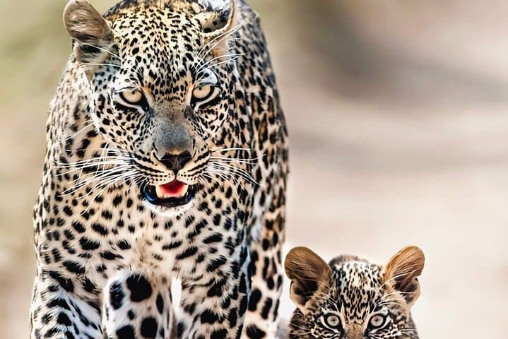 Two-Day Budget Kruger National Park Safari — Big Five on a Time-Friendly Itinerary