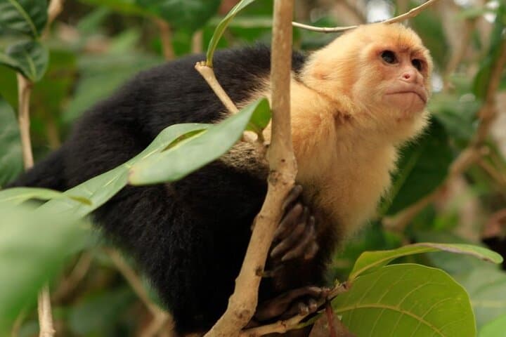 Roatán ATV & Zipline Adventure: Jungle Trails, Wildlife Sanctuary and Beach Stop photo 2