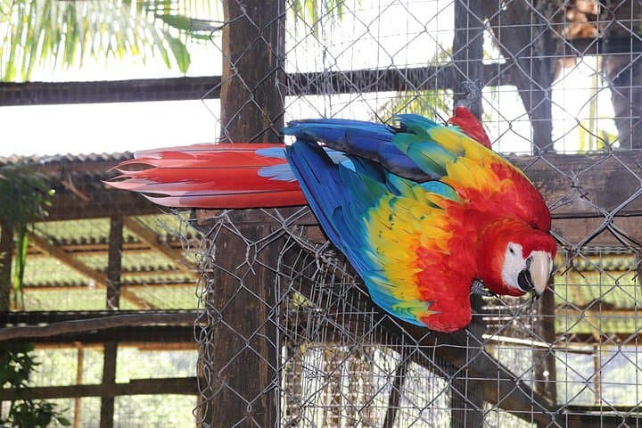 Roatan Zip-n-Dip Adventure: Zipline Canopy, Sloths & West Bay Beach photo 5