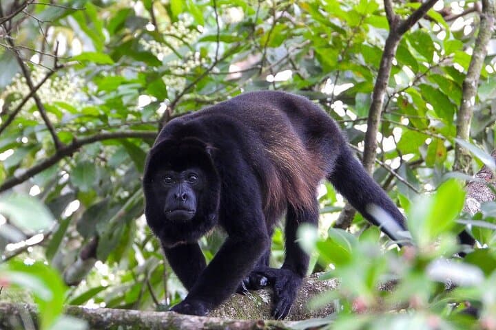 Arenal Mistico Hanging Bridges: Canopy Walk and Wildlife Near La Fortuna photo 6