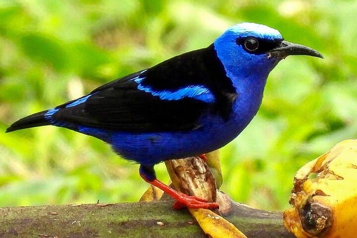 Rio Celeste & Maleku Village: Tenorio National Park Waterfall and Cultural Day Trip photo 5