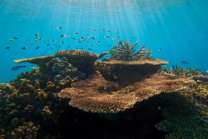 Great Barrier Reef Small-Group Snorkelling Adventure from Cairns photo 5