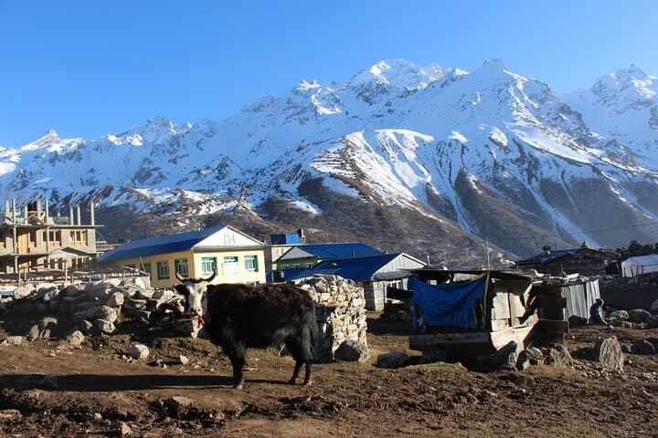 Langtang Valley Trek: 8-Day Kyanjin Gompa & Tsergo Ri Expedition