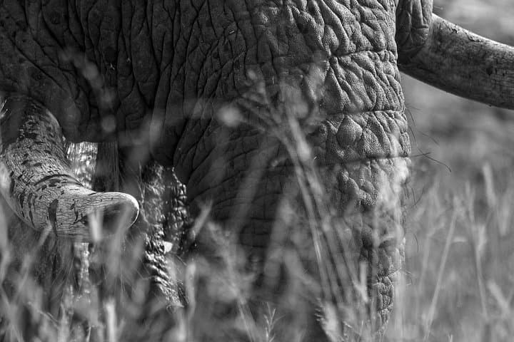 Afternoon Kruger National Park Safari: Big-5 Game Drive from Hazyview photo 3