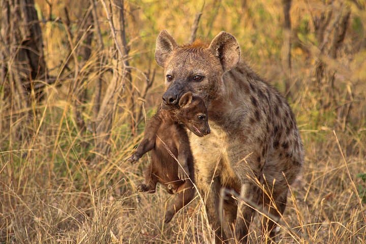 Afternoon Kruger National Park Safari: Big-5 Game Drive from Hazyview photo 2
