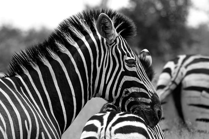 Afternoon Kruger National Park Safari: Big-5 Game Drive from Hazyview photo 4