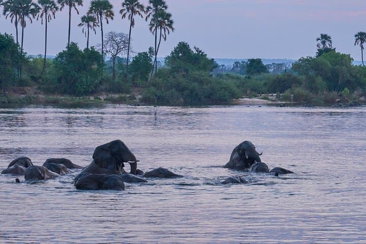 Zambezi River Dinner Cruise from Victoria Falls — Sunset Wildlife & Three-Course Dining