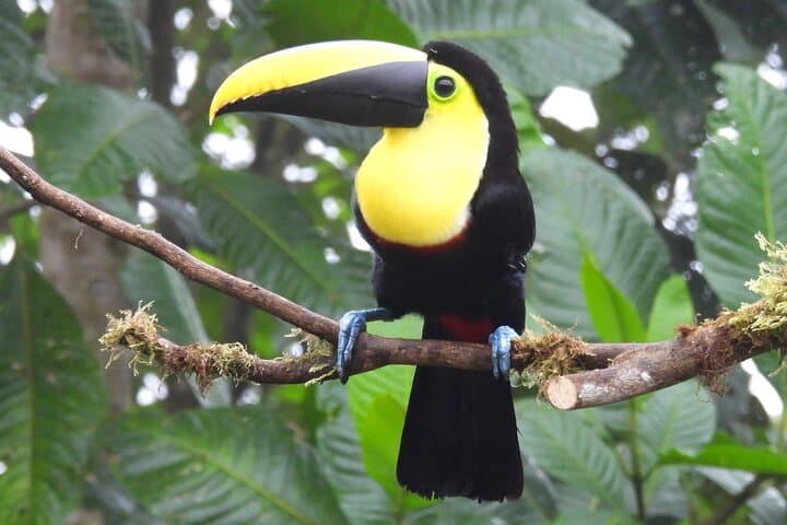 Private Mindo Cloud Forest Tour from Quito — Hummingbirds, Waterfalls & Chocolate photo 4