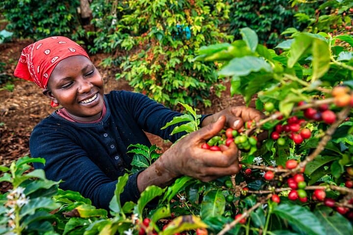 Karunguru Coffee Farm Private Tour: Nairobi Single-Origin Coffee Experience