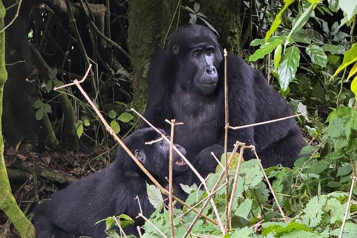 4-Day Uganda Gorilla Trekking: Bwindi Gorillas & Mgahinga Golden Monkeys