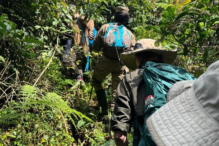 4-Day Uganda Gorilla Trekking: Bwindi Gorillas & Mgahinga Golden Monkeys photo 5